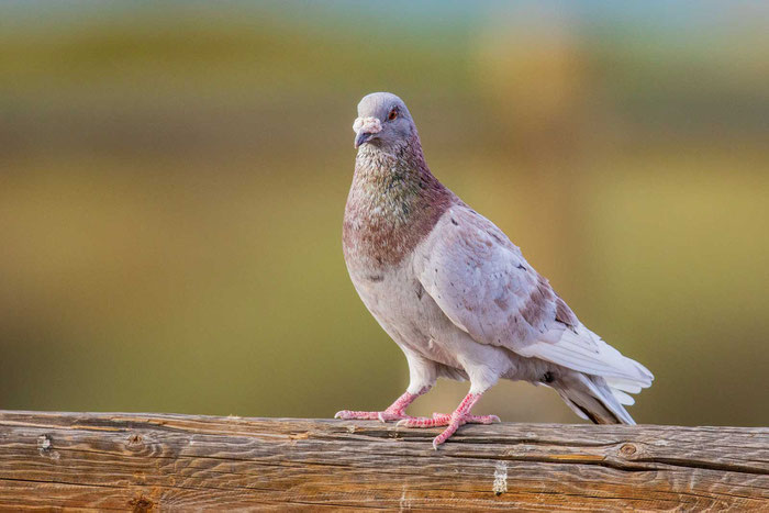 Straßentaube (Columba livia domestica)