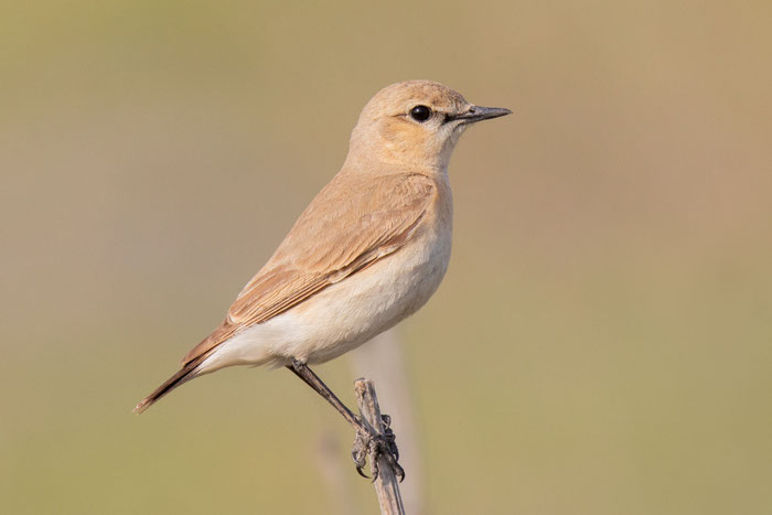 Isabellsteinschmätzer (Oenanthe isabellina) 