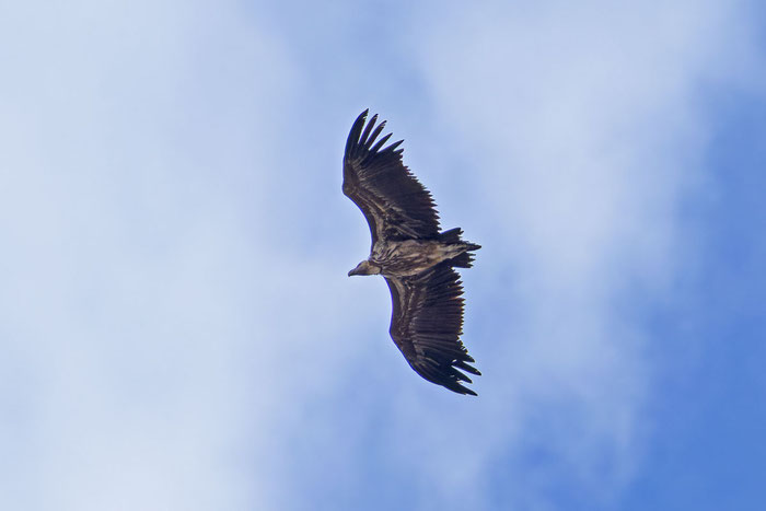 Flugbild eines Ohrengeier (Torgos tracheliotosr) im Oman (Dezember 2025).