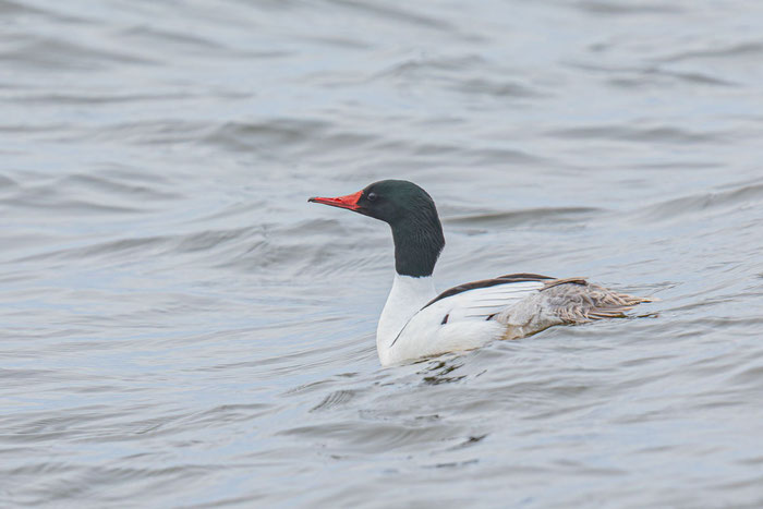 Adulter männlicher Gänsesäger (Mergus merganser americanus)