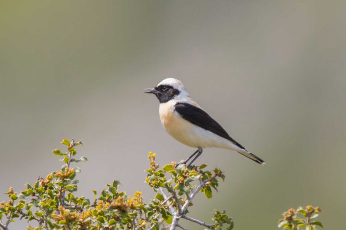 Männlicher Balkansteinschmätzer (Oenanthe melanoleuca) Typ 'stapazina' mit schwarzer Kehle