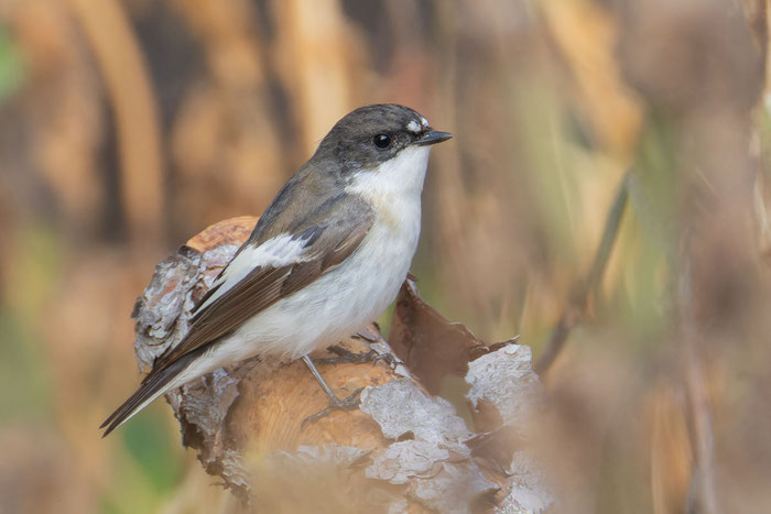Trauerschnäpper (Ficedula hypoleuca)