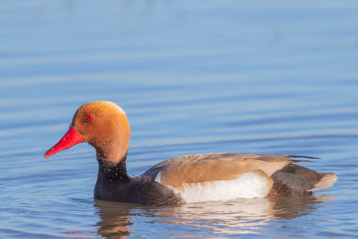 Schwimmende männliche Kolbenente (Netta rufina)