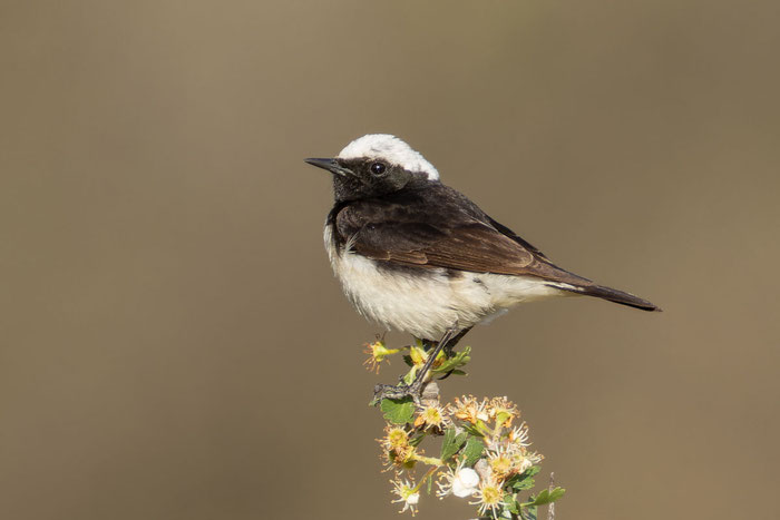  Männlicher Zypernsteinschmätzer (Oenanthe cypriaca) sitzt auf einem Strauch.