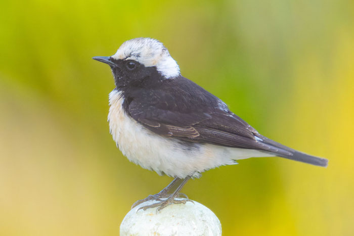  Männlicher Zypernsteinschmätzer (Oenanthe cypriaca) sitzt auf einem Strauch.