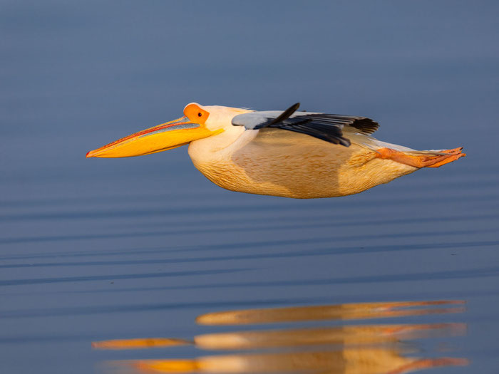 Fliegender Rosapelikan am Kerkini-See in Nordgriechenland.