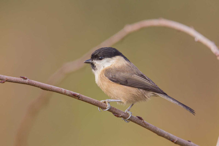 Weidenmeise (Poecile montanus)