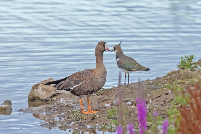 Zwerggans (Anser erythropus)