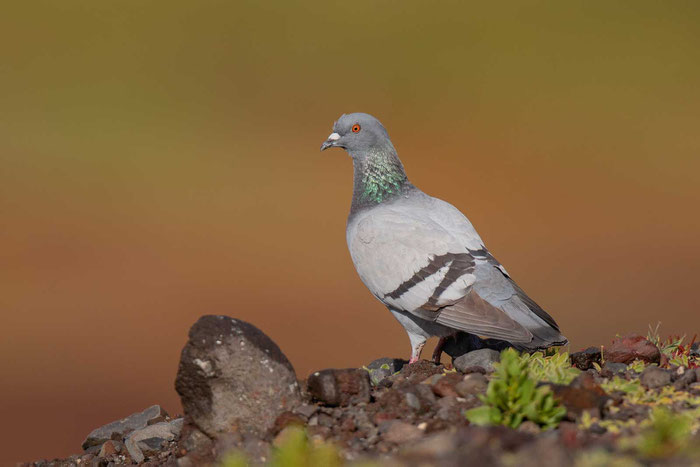 Felsentaube (Columba livia)