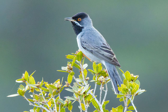 Maskengrasmücke (Curruca ruppeli) sitzt auf der Spitze eines Busches. 