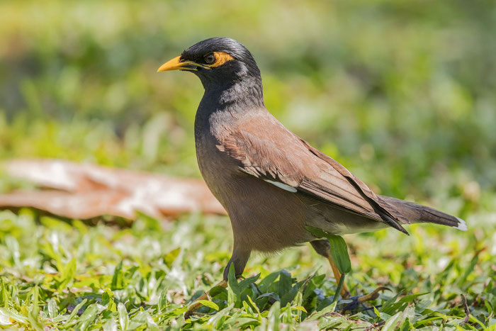 Hirtenmaina (Acridotheres tristis)
