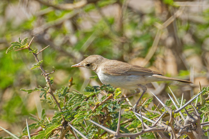 Blassspötter (Iduna pallida); Oman (Januar 2026), sitzt in einer Mimose. 