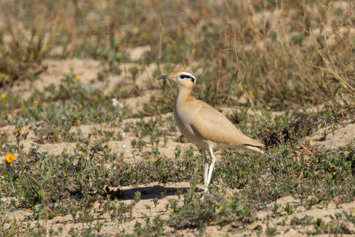 Rennvogel (Cursorius cursor)