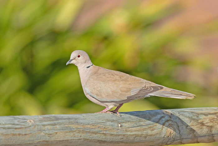 Türkentaube (Streptopelia decaocto)