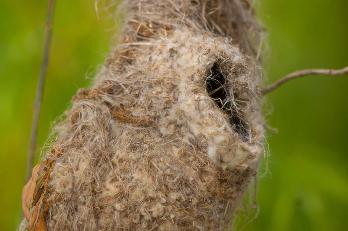 Nest einer Beutelmeise (Remiz pendulinus)