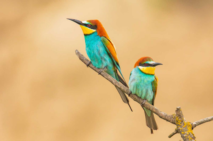 Bienenfresser (Merops apiaster)