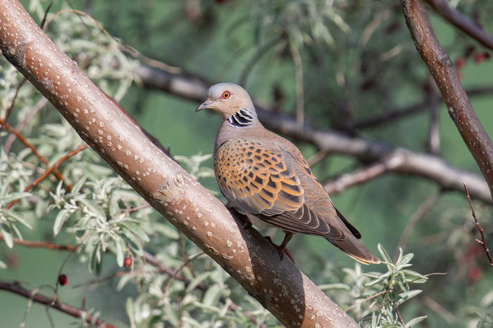 Turteltaube (Streptopelia turtur)