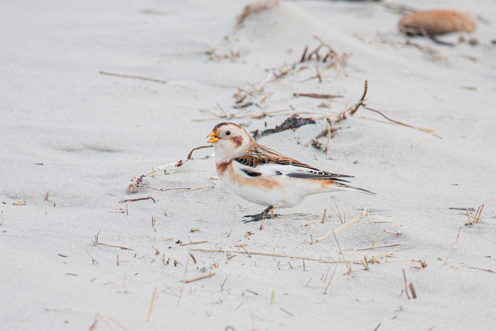Schneeammer (Plectrophenax nivalis)