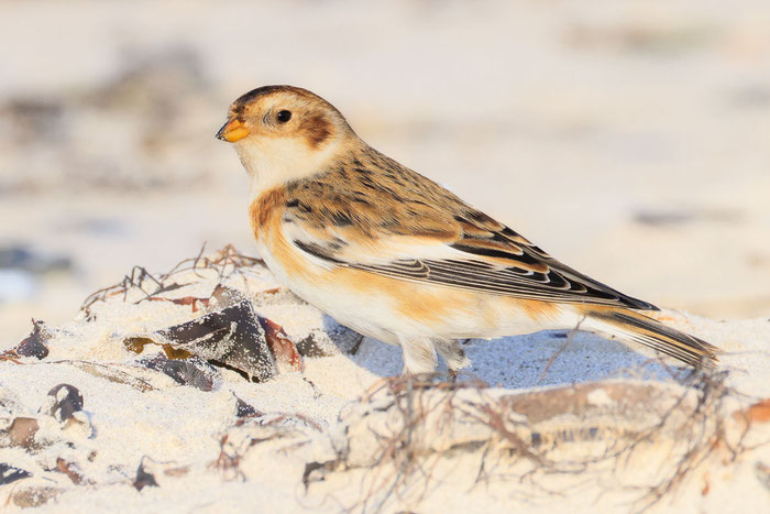 Schneeammer (Plectrophenax nivalis)