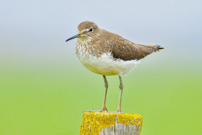 Waldwasserläufer (Tringa ochropus)
