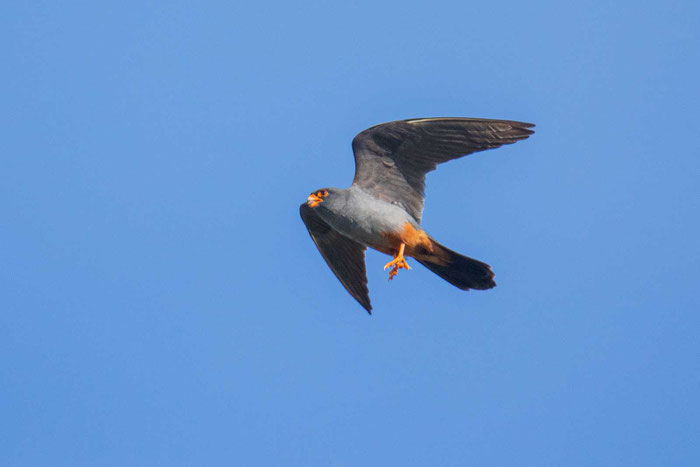 Männlicher Rotfußfalke (Falco vespertinus) bei der Insektenjagd.