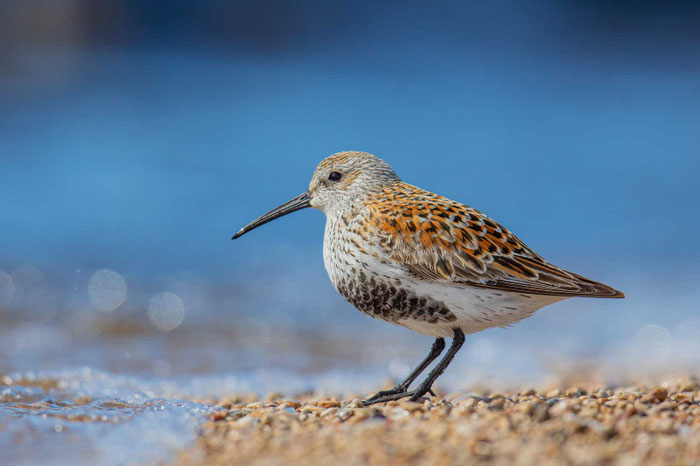 Alpenstrandläufer (Calidris alpina)