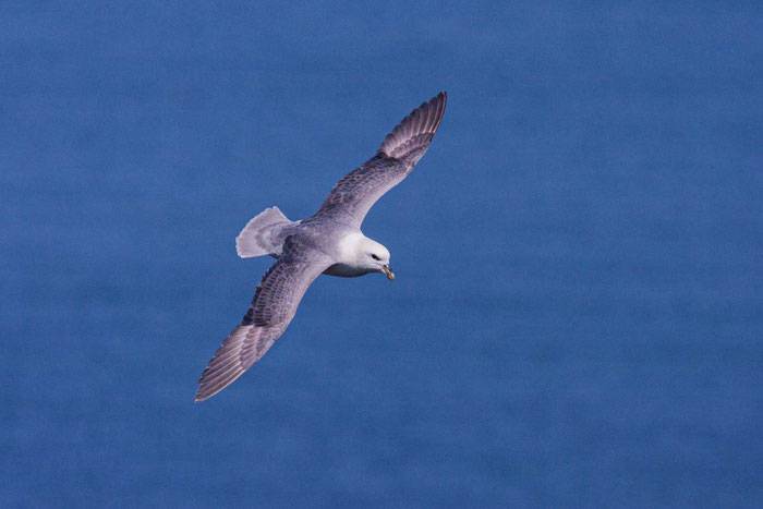 Eissturmvogel im Flug vor der Küste Helgolands.