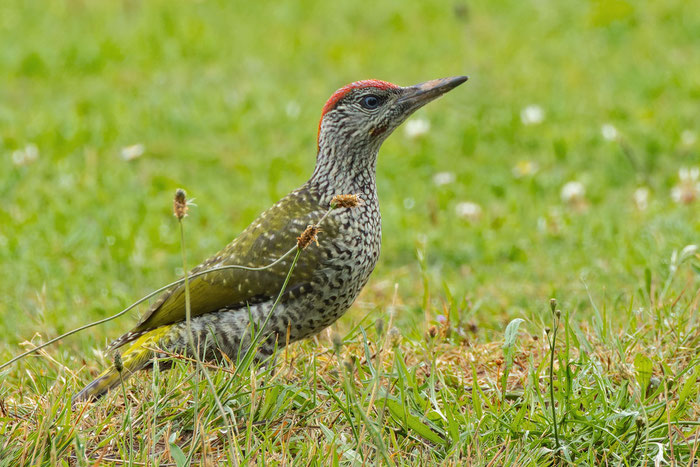 Grünspecht (Picus viridis)