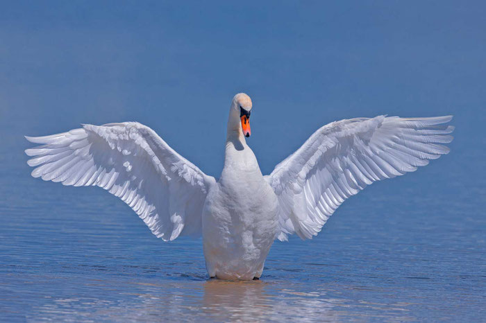 Männlicher Höckerschwan im Katinger Wat von Nordfriesland.