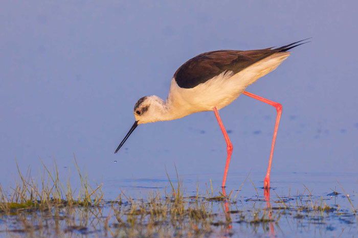 Stelzenläufer (Himantopus himantopus)