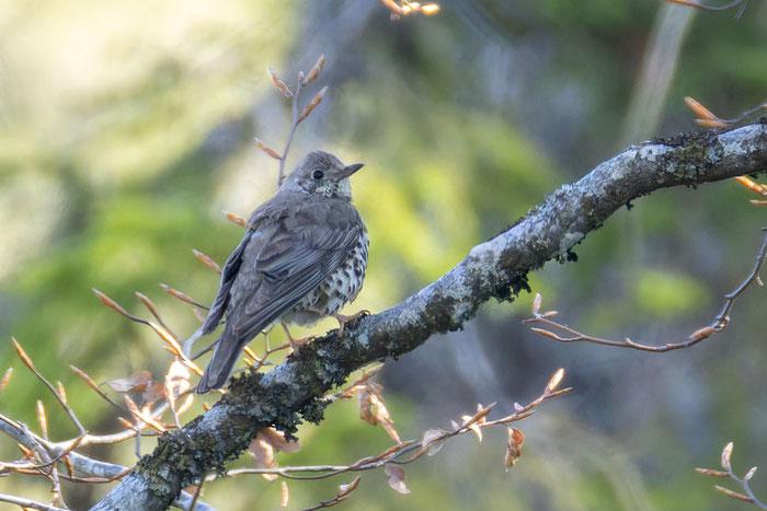 Misteldrossel (Turdus viscivorus)  sitzt aus einem Ast