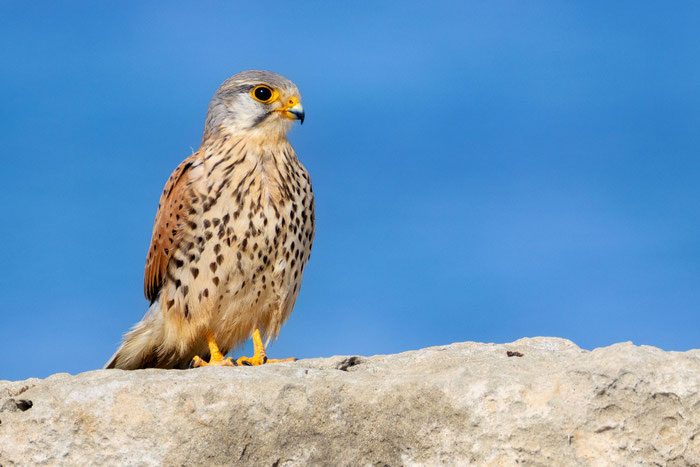 Turmfalke (Falco tinnunculus), junges Männchen K2: April; Zypern