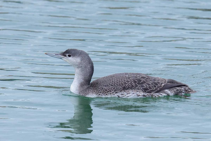 Sterntaucher (Gavia stellata) im Schlichtkleid