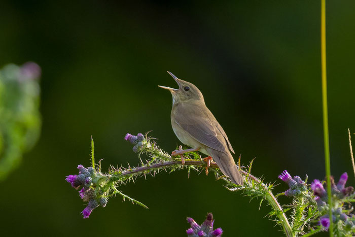 Singender Schlagschwirl (Locustella fluviatilis) auf einer Kratzdistel sitzend.