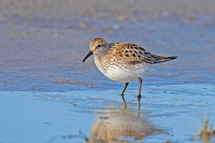 Weißbürzelstrandläufer (Calidris fuscicollis)