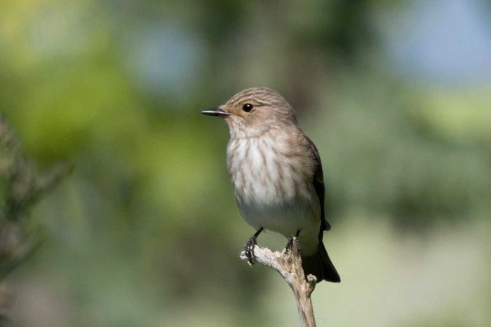 Grauschnäpper (Muscicapa striata)