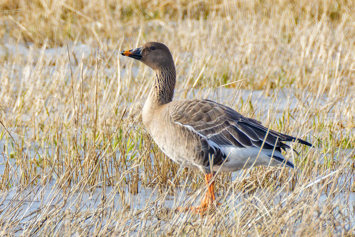Tundrasaatgans (Anser serrirostris).