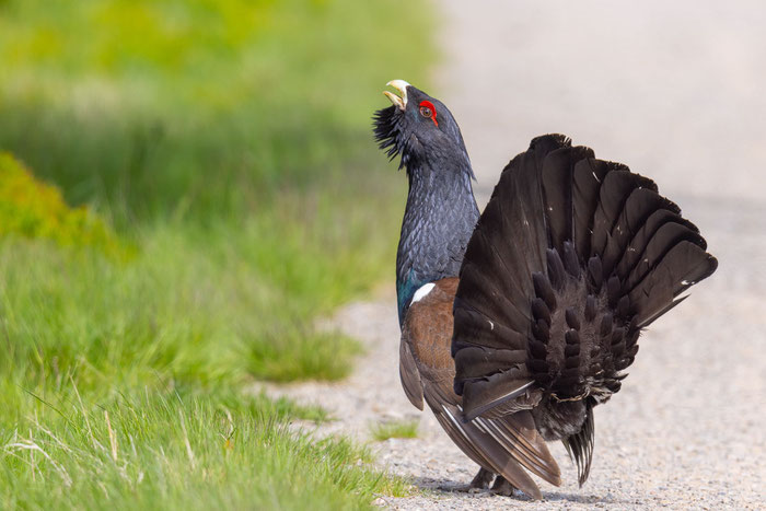 Balzendes männliches Auerhuhn (Tetrao urogallus) auf einem Wanderweg im Schwarzwald. 