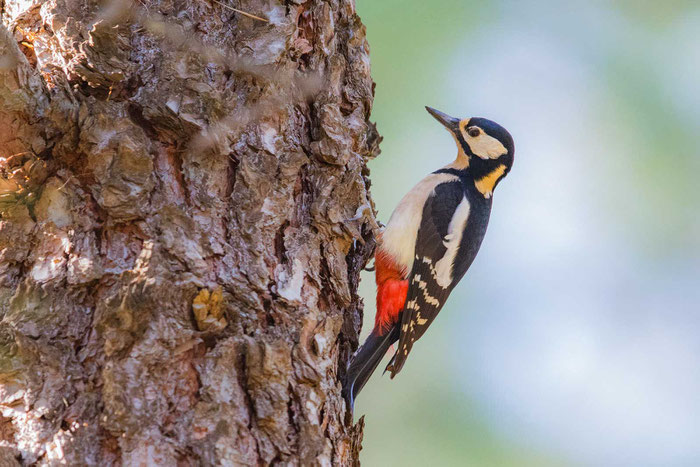 Buntspecht (Dendrocopos major thanneri)