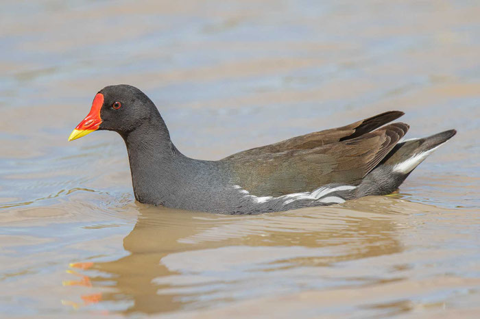 Teichhuhn (Gallinula chloropus)