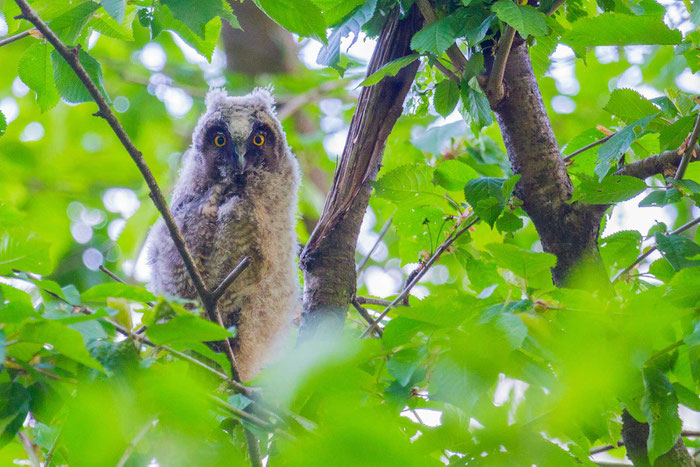 Waldohreule (Asio otus), Ästling