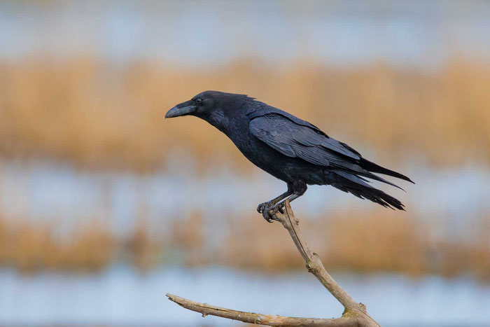 Kolkrabe (Corvus corax)