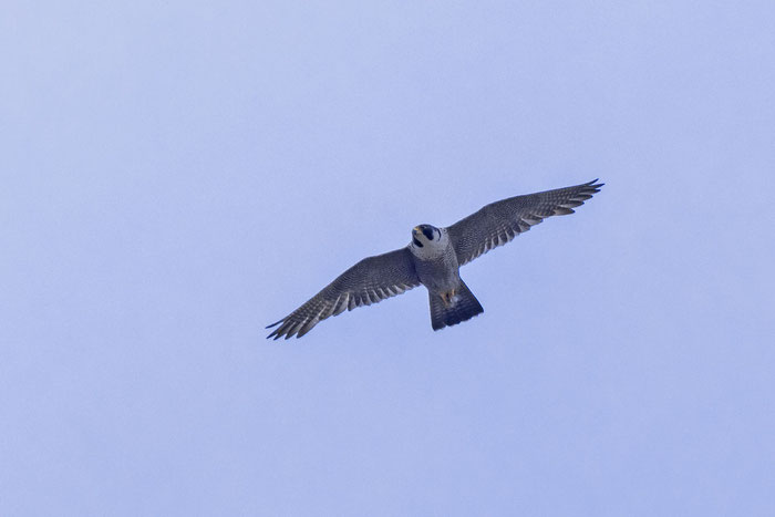 Flugbild eines Wanderfalkens (Falco peregrinus)