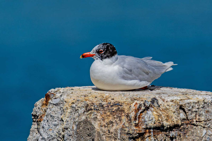 Schwarzkopfmöwe (Ichthyaetus melanocephalus)