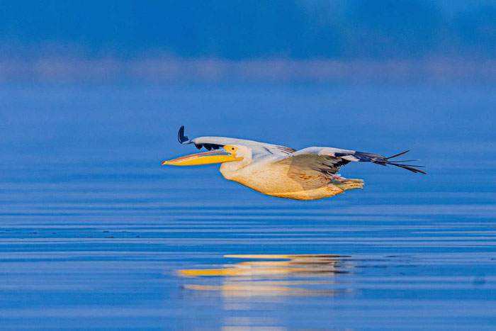 Rosapelikan im Flug am Kerkini-See