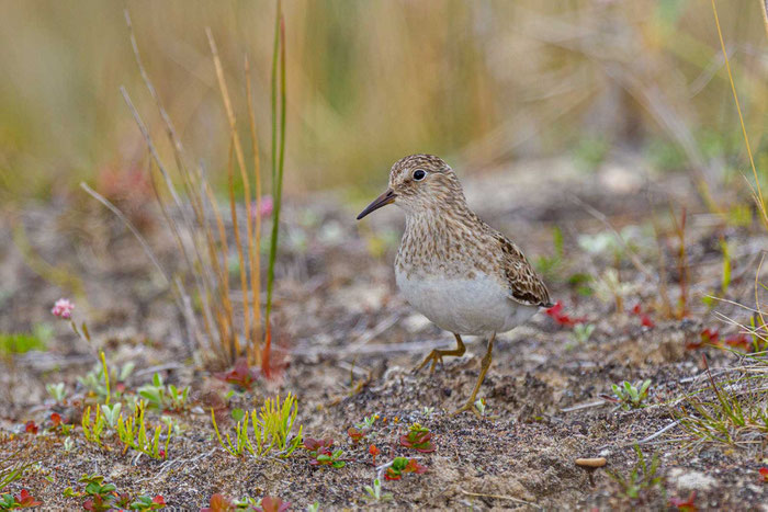 Temminckstrandläufer (Calidris temminckii)