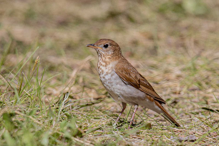 Weidenmusendrossel (Catharus fuscescens) steht auf einer Wiese.