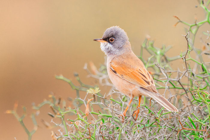 Brillengrasmücke (Curruca conspicillata)