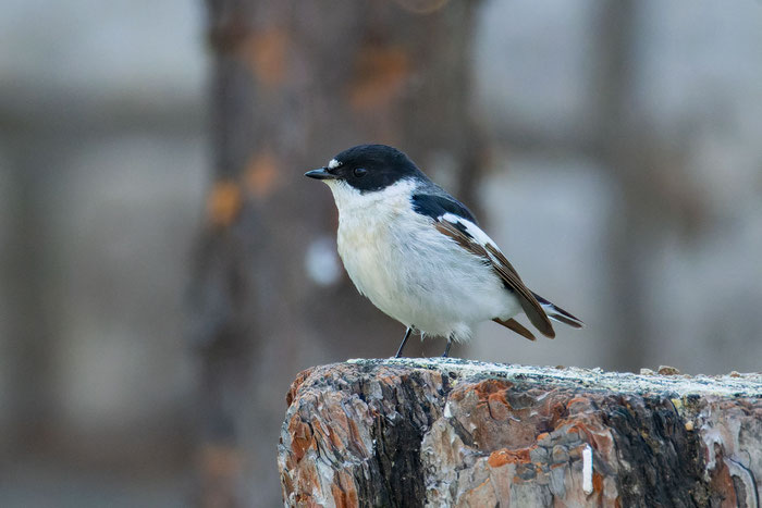 Halbringschnäpper (Ficedula semitorquata) sitz auf einem Baumstumpf. 