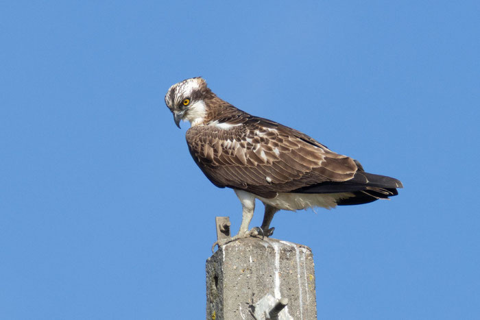 Fischadler (Pandion haliaetus)